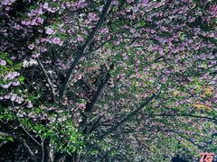 -莲花池公园