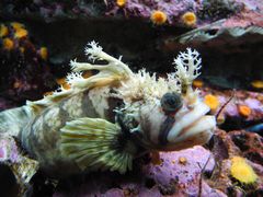 -西雅图水族馆