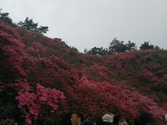 -木兰云雾山