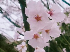 -武汉大学-樱园