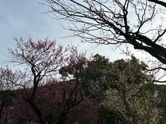 -无锡梅园公园