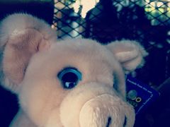 pink&nbsp;piggy-ZOO COFFEE 动物园咖啡(亦庄店)