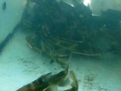 -姚记抚仙湖野生菌石锅鱼庄