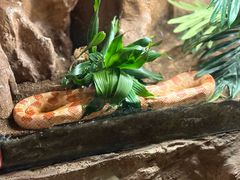 -迪拜水族馆及水下动物园