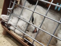 -伟伟宠物医院·CT影像中心·瑞派犬猫综合性门诊(汉口总院)