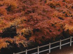 -神户市立六甲山牧场