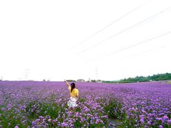 -紫颐香薰山谷景区