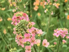 -中国天府农业博览园