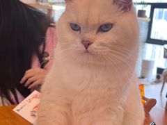 -猫小主咖啡·猫咖cat cafe(福田店)