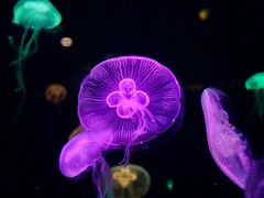 -珠海长隆海洋王国