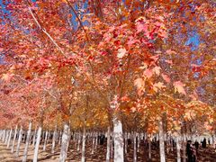 -玉渡山自然风景区
