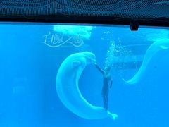-海合安成都极地海洋公园
