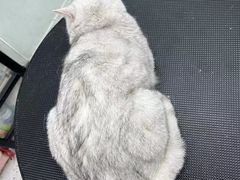 -唐小姐の猫狗洗护·购宠旗舰店(周浦万达店)