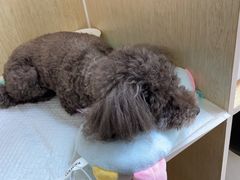-美联众合动物医院·24h京西诊疗中心