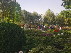 -莲花池公园