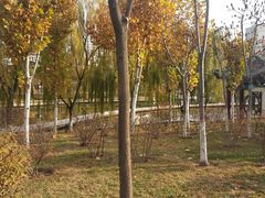 -雁滩公园