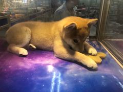 -乐宠宠物店(世纪金源店)