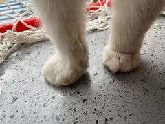 -喵屿·大理花园猫咖