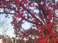 -石家庄市植物园