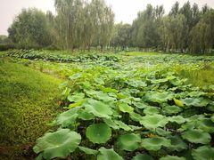 -东郊湿地公园