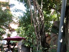 -Rainforest