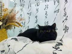 -爱洗澡的猫(望京店)