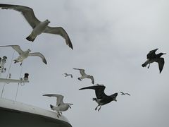 -海驴岛(荣成市)