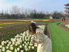 -杭州湾海上花田景区