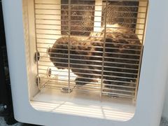 -小呆的宠物店·宠物售卖·宠物寄养(城西店)