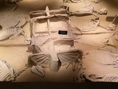 -洛阳周王城天子驾六博物馆