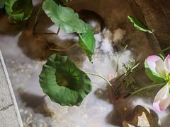 -韵秋荷(宝山龙湖天街店)