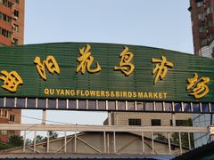 门面-曲阳花鸟市场(曲阳路店)