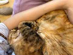 -有喵·猫咖·狗咖·30几只猫10只小狗(岗厦店)