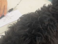 -瑞派紫金宠物医院24小时·骨科·中兽医·重症转诊中心(番禺大石院)