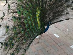 -长白岛森林公园