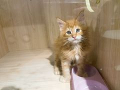 -爪爪喵星球·猫舍(卓悦中心店)