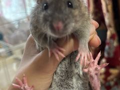 -乖乖宠物医院·猫科·骨科·24小时(云岗分院)