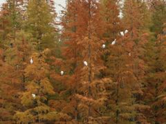 -白鹭湾湿地公园