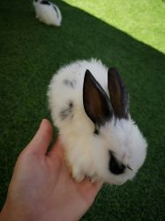 -萌宠亲子动物乐园(槐房万达店)