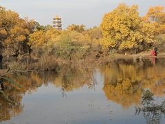 -金塔沙漠胡杨林景区