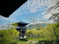 -大唐贡茶院