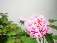 -杭州植物园