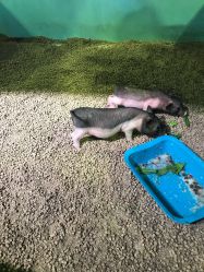 -酷嗒动物文化乐园(cutezoo西溪乐天城店)