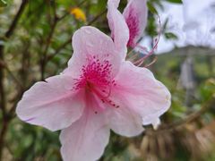 -广州市石门国家森林公园