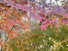 -大兴滨河森林公园