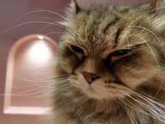 -猫儿山۰猫主题餐厅