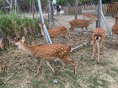 -鹿境梅花鹿生态园区