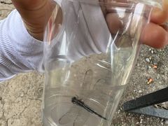 -同銮特种养殖场·龙虾垂钓