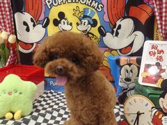 -Pets First伊珊娜洗护·精致美容·家庭式寄养(新会路店)