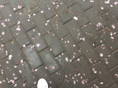 -西安青龙寺遗址景区